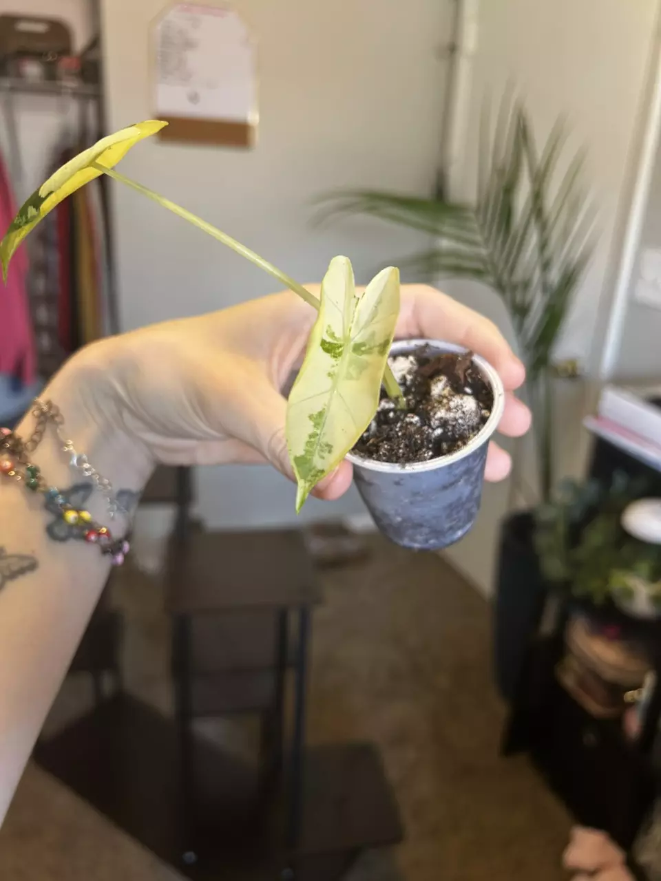 plant/Variegated alocasia frydek-1