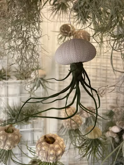 plant/Shellyfish – Tidepool Mystery Catch 🏝️-1-thumbnail