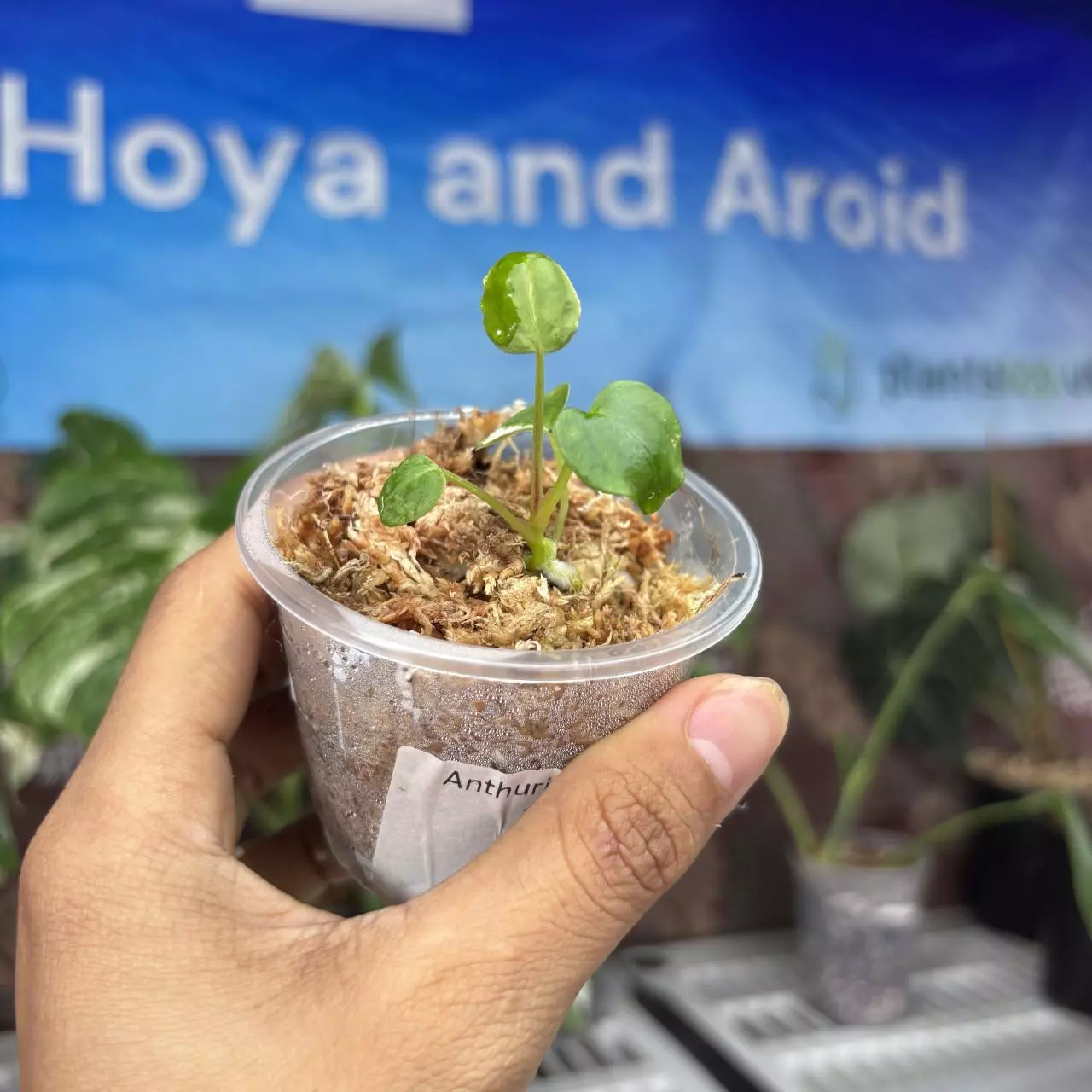 plant/B408 Anthurium black venom x Forgetii var-0