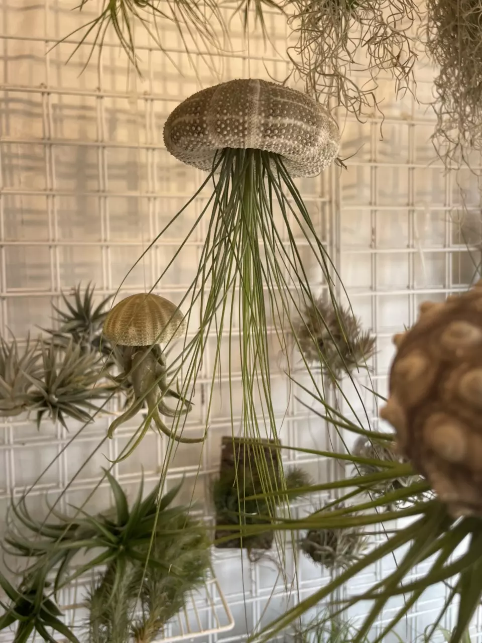 plant/Shellyfish – Tidepool Mystery Catch 🏝️-5