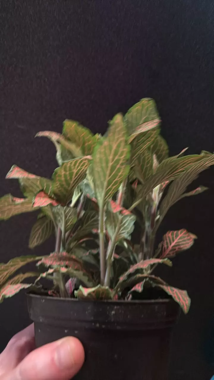 plant/Fittonia (Red Nerve Plant)-2