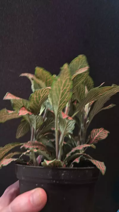 plant/Fittonia (Red Nerve Plant)-2-thumbnail