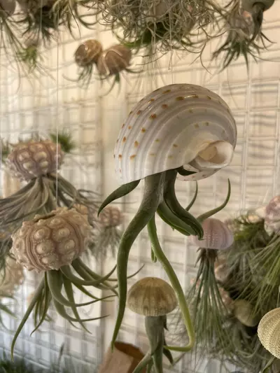 plant/Shellyfish – Tidepool Mystery Catch 🏝️-2-thumbnail