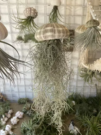 plant/Shellyfish – Tidepool Mystery Catch 🏝️-3-thumbnail