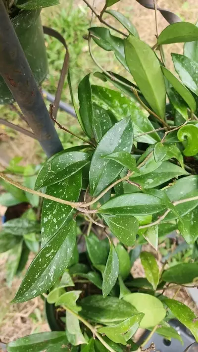 plant/Hoya pubicalyx cutting 4 nodes-3-thumbnail