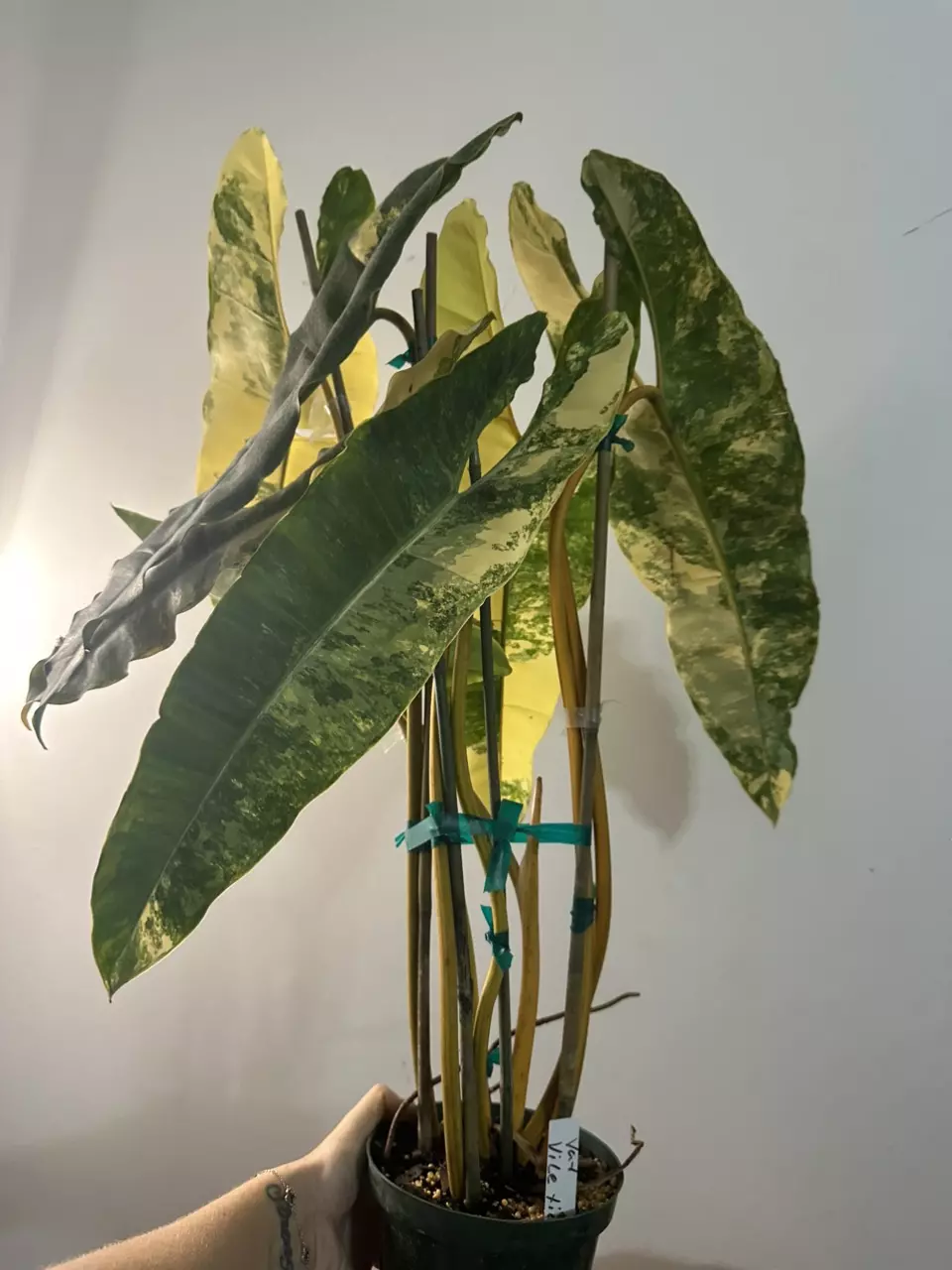 plant/VARIEGATED BILLIE 6” 7 leaf-4