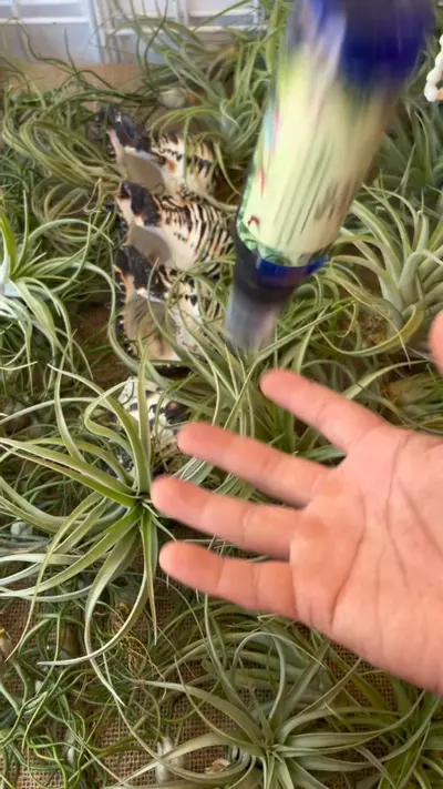 plant/Tillandsia Fertilizer – Epiphyte Formula 🌿-1-thumbnail