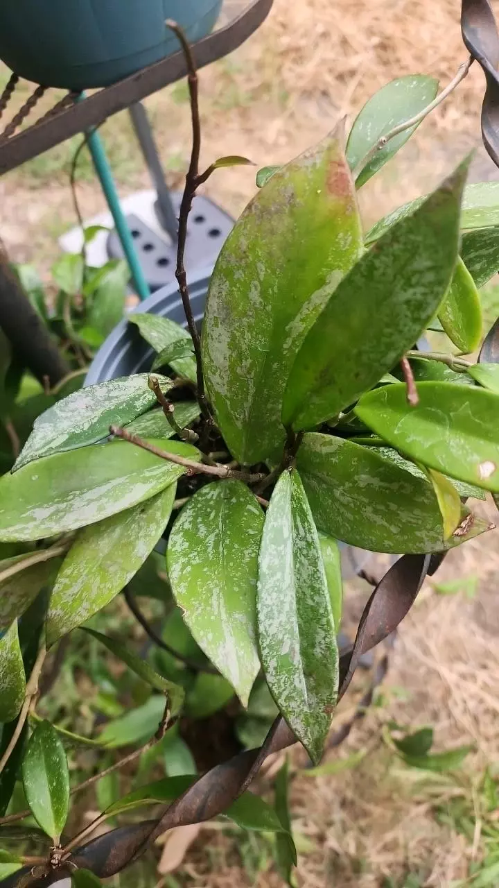 plant/Hoya pubicalyx cutting 4 nodes-1