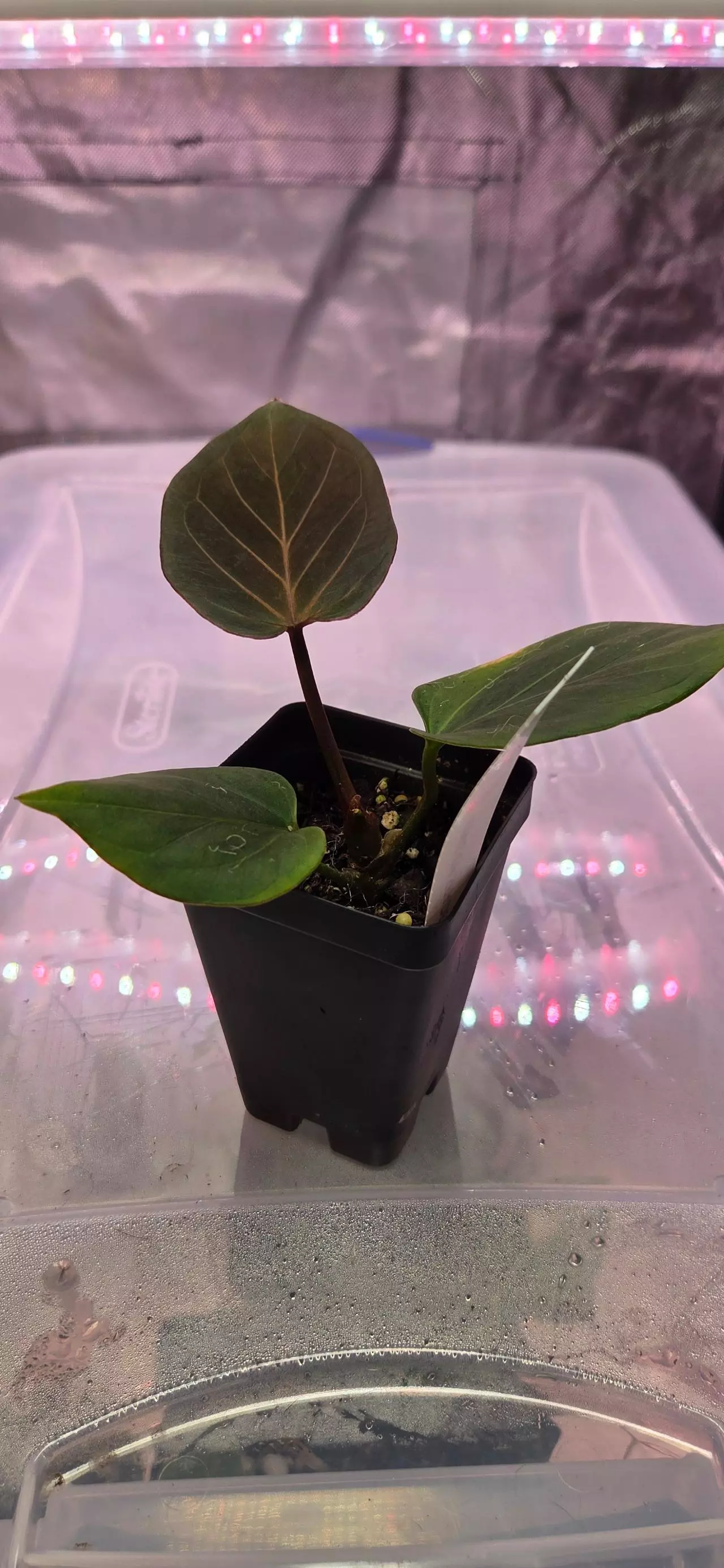 plant/Anthurium King of Spades from Fontanimal Plant House-1