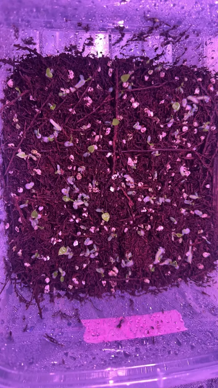 plant/1 anthurium blue velvet x AOS X WFN-3