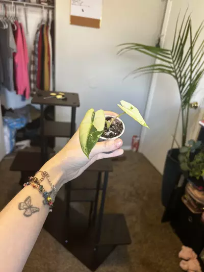 plant/Variegated alocasia frydek-2-thumbnail