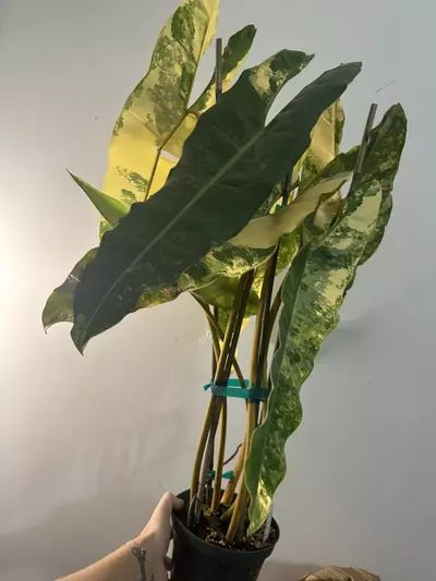 plant/VARIEGATED BILLIE 6” 7 leaf-3-thumbnail