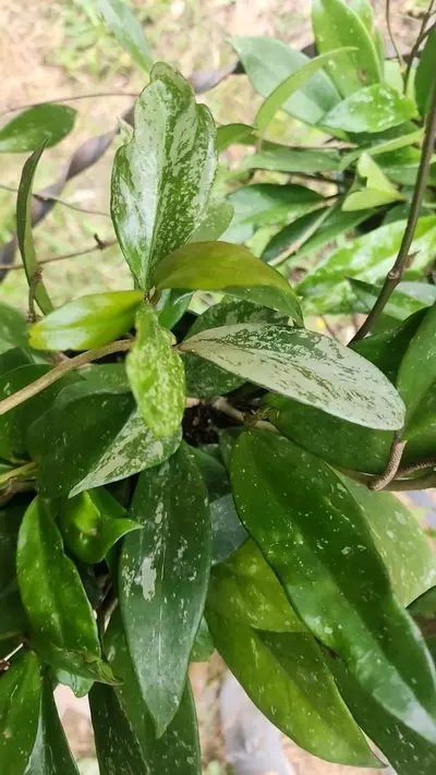 plant/Hoya pubicalyx cutting 4 nodes-2-thumbnail