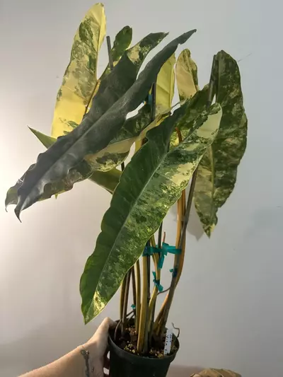 plant/VARIEGATED BILLIE 6” 7 leaf-2-thumbnail