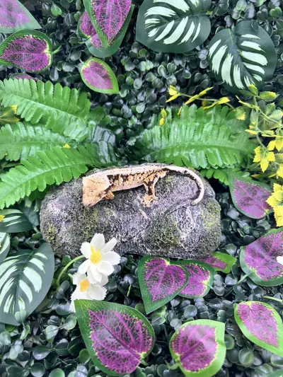 plant/Tricolor Extreme Harlequin Male zg6-1-thumbnail