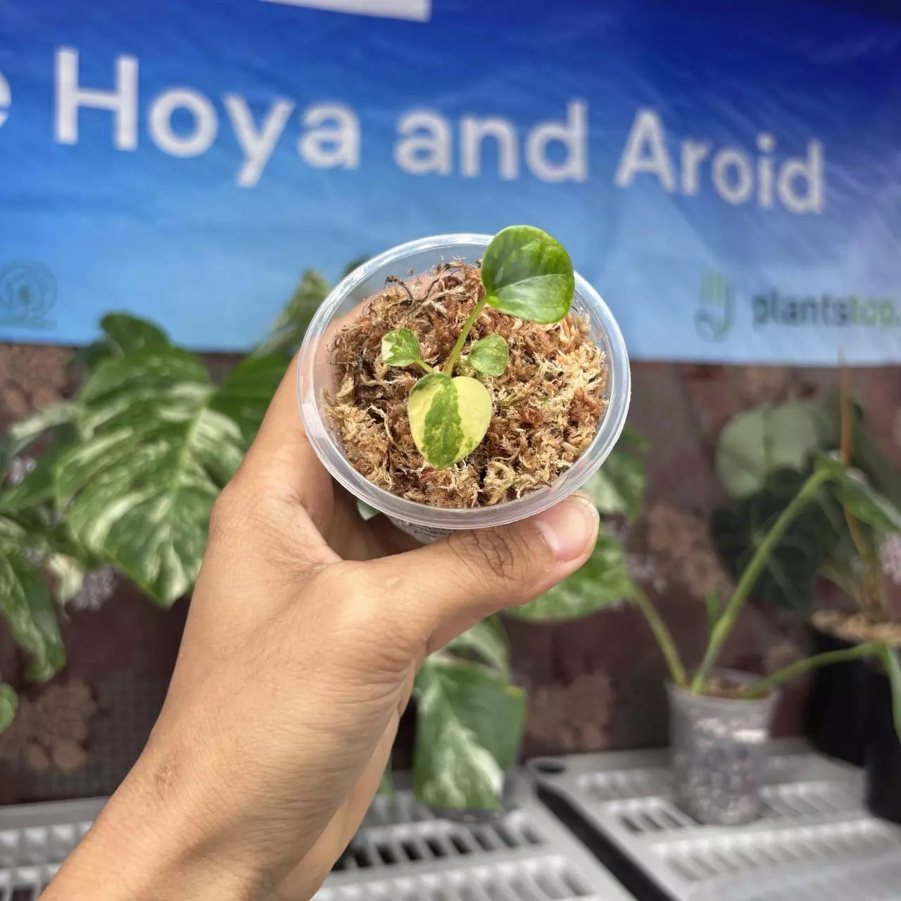 plant/B704 Anthurium Forgetii var x Angela black widow-0