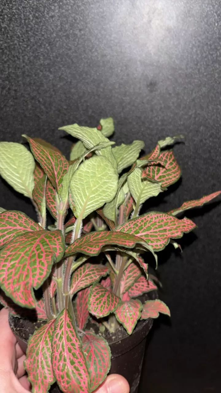 plant/Fittonia (Red Nerve Plant)-1