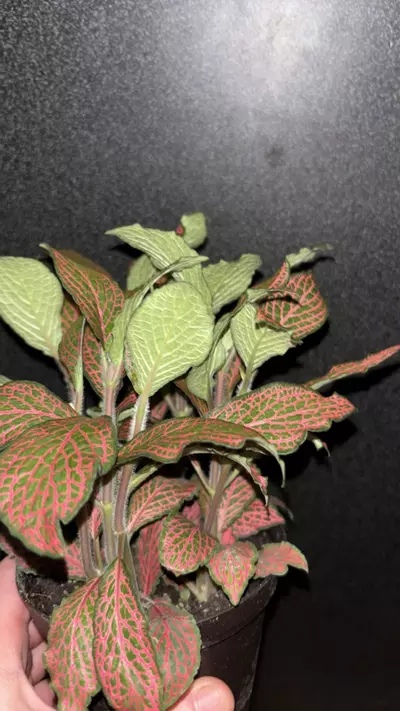 plant/Fittonia (Red Nerve Plant)-1-thumbnail