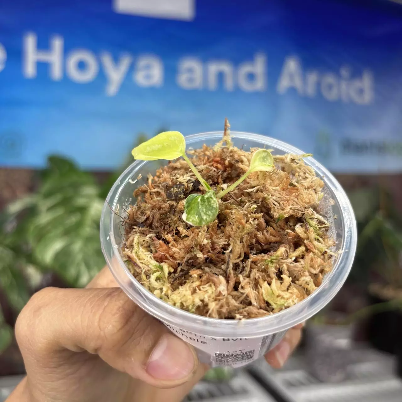 plant/B410 Anthurium Forgetii var x Zara Michelle-0