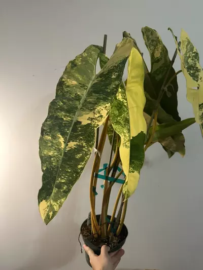 plant/VARIEGATED BILLIE 6” 7 leaf-0-thumbnail