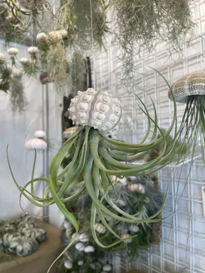 plant/Shellyfish – Tidepool Mystery Catch 🏝️-4-thumbnail