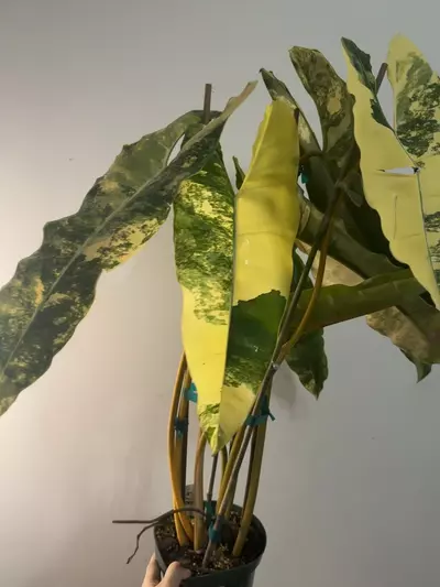 plant/VARIEGATED BILLIE 6” 7 leaf-1-thumbnail