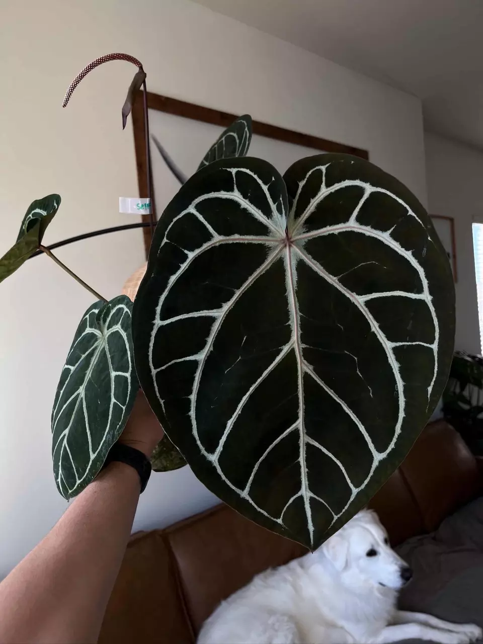 plant/F2 SKG Grey x (Zara x Michelle)-1