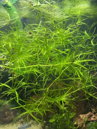 plant/10oz cup portion of Guppy Gras-0-thumbnail