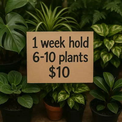 plant/HOLD: 6-10 plants for ONE WEEK-0-thumbnail