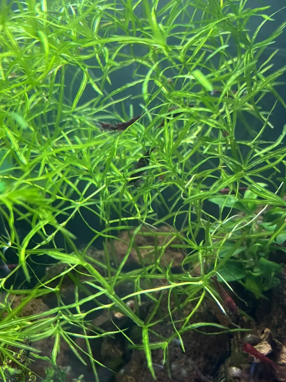 plant/10oz cup portion of Guppy Gras-1