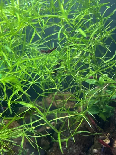 plant/10oz cup portion of Guppy Gras-1-thumbnail