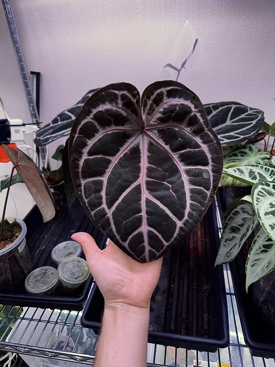 plant/F2 SKG Grey x (Zara x Michelle)-4