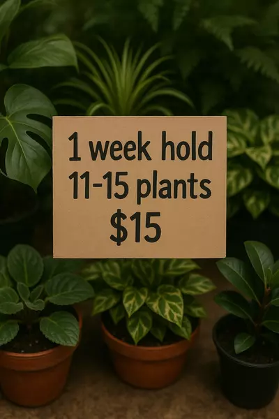 plant/HOLD: 11-15 plants for ONE WEEK-0-thumbnail