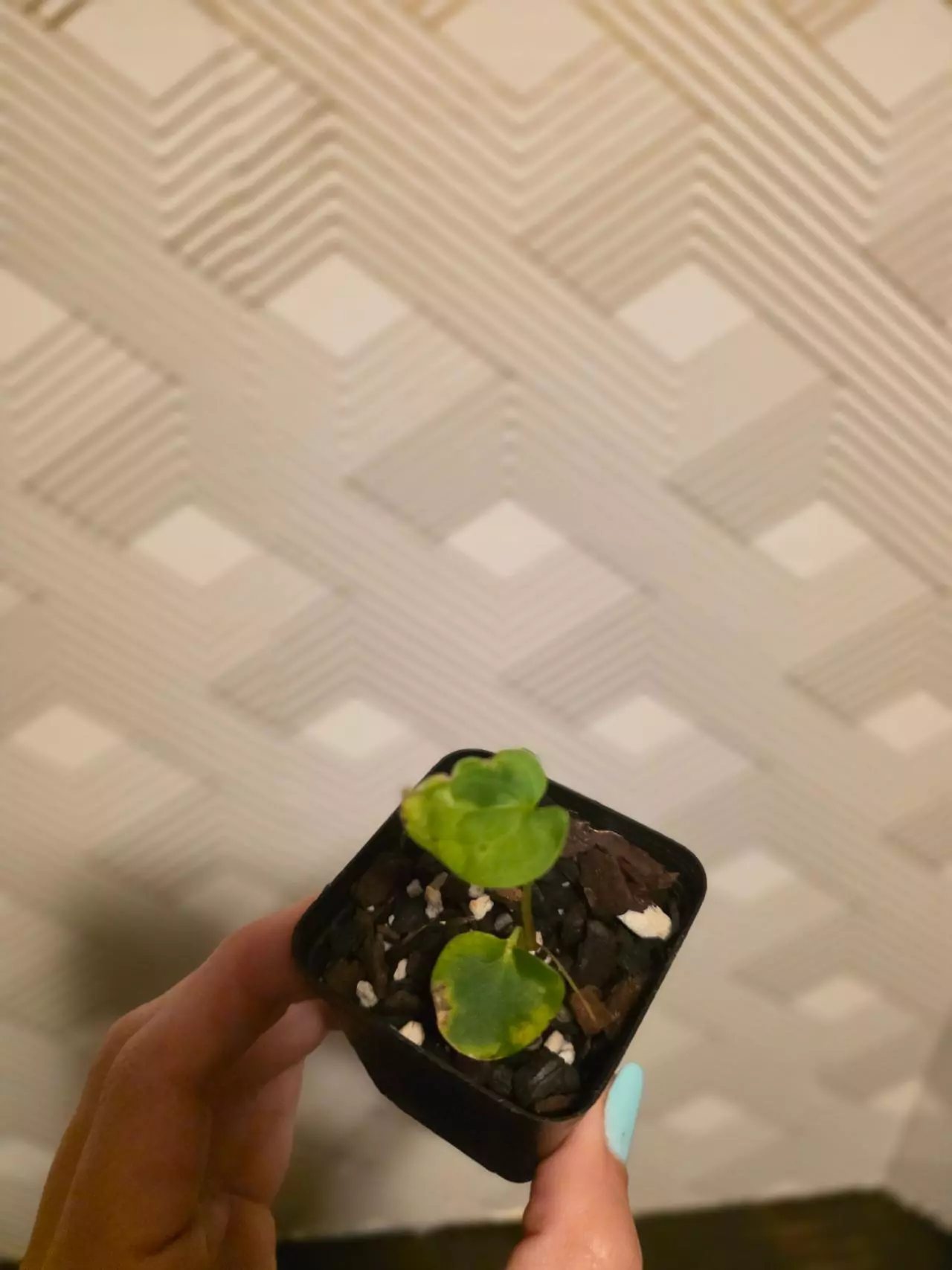 plant/Anthurium seedling Scott pap x RA pap-1