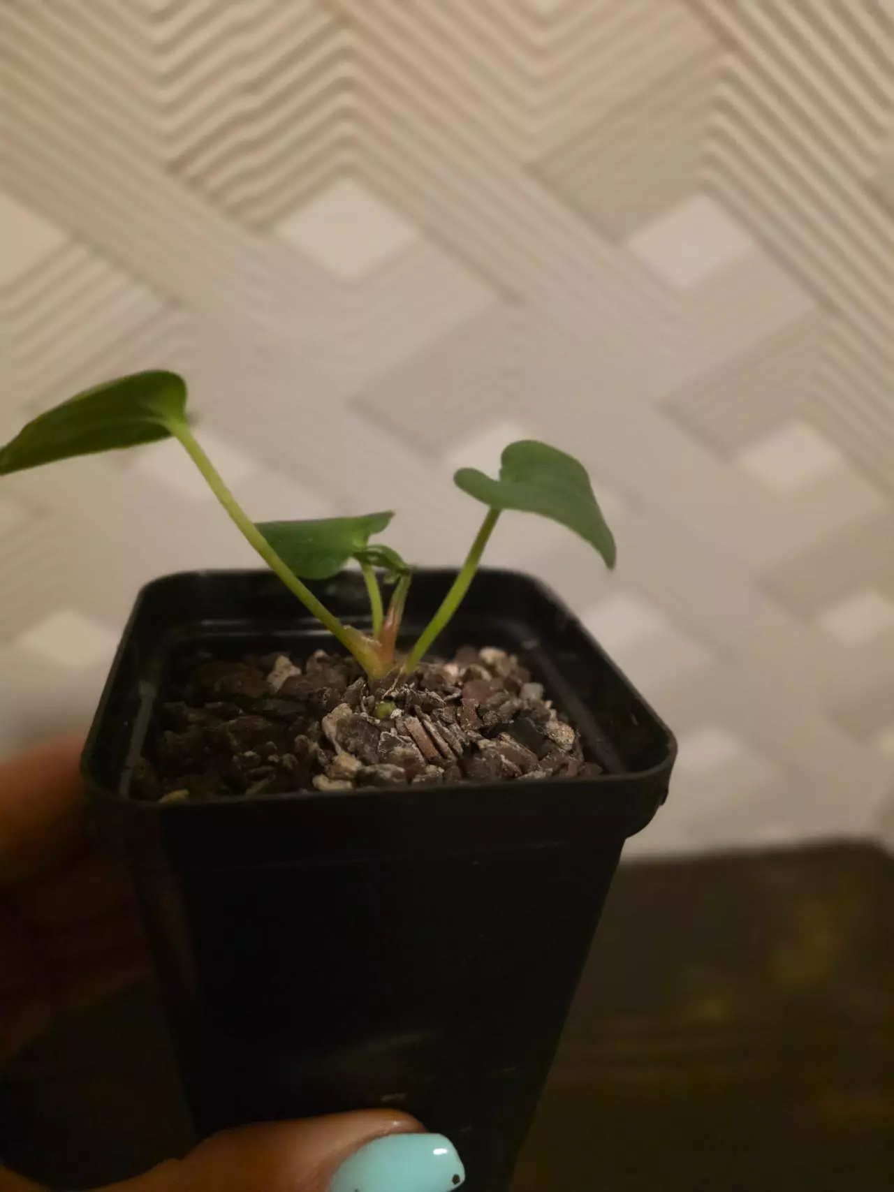 plant/Anthurium seedling Doc Block F2 x open?-1