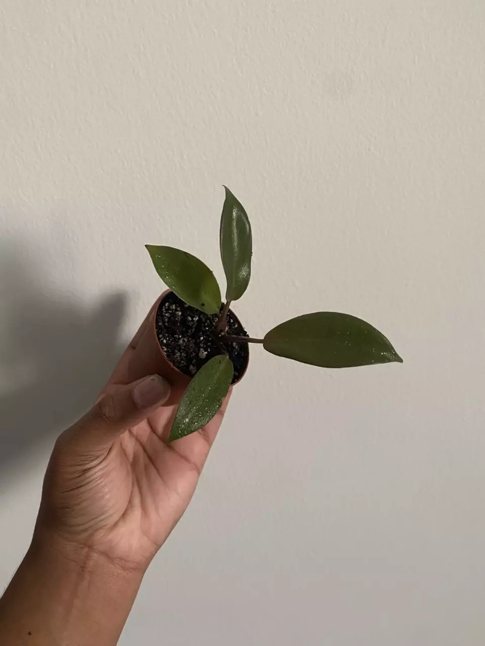 plant/Philodendron Royal Queen Starter Plant – Healthy & Rooted-0