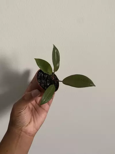 plant/Philodendron Royal Queen Starter Plant – Healthy & Rooted-0-thumbnail