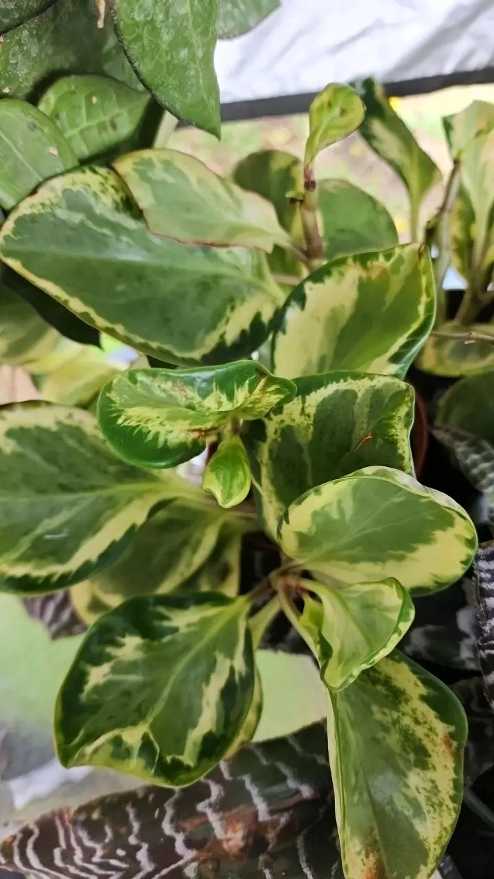 plant/GC 4" peperomia obtusifolia variegated-0