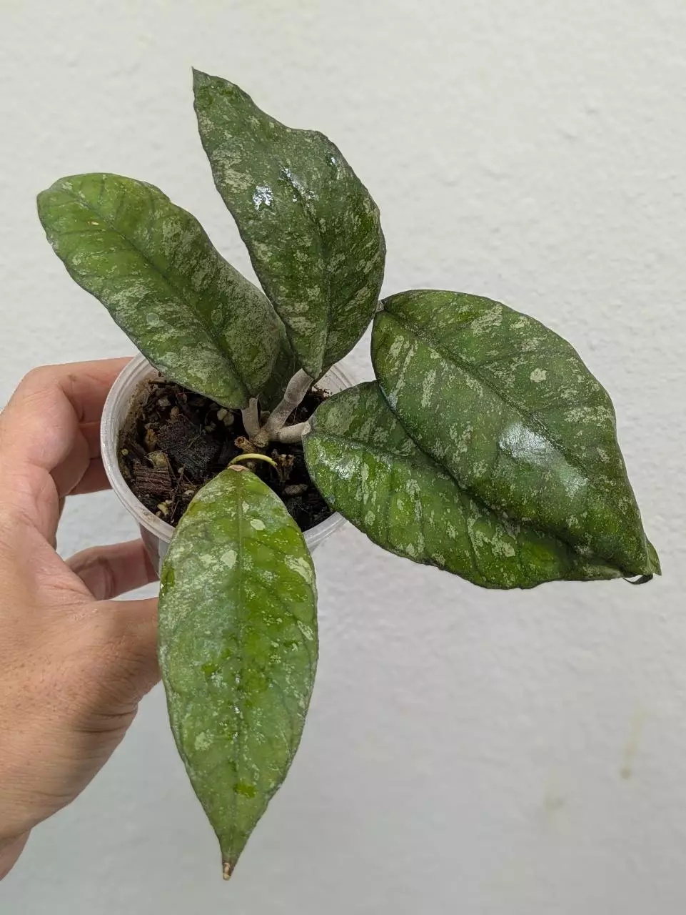 plant/Hoya previously vitellinoides (0041)-0