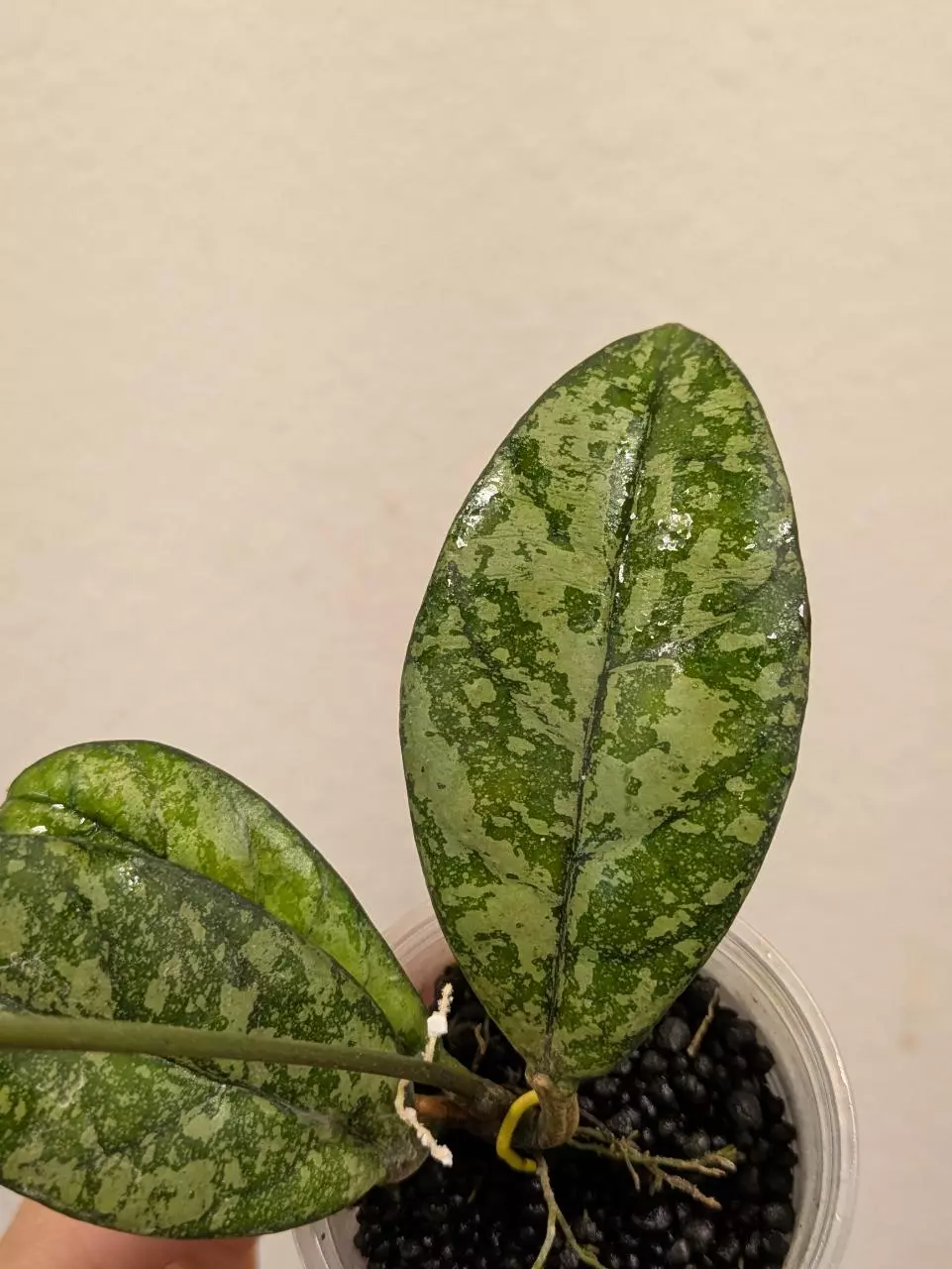 plant/Hoya crassipetiolata splash (0044)-1