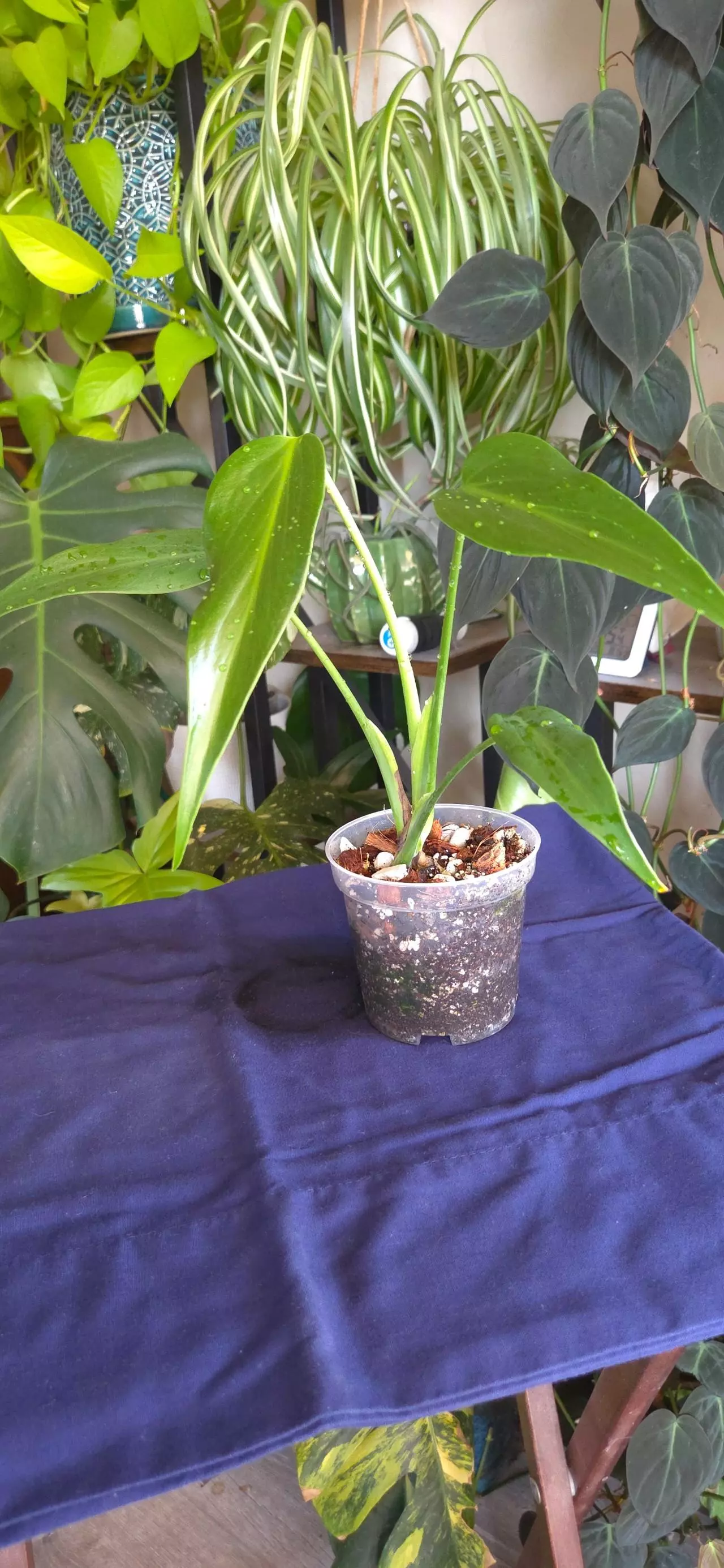 plant/BMF Philodendron-0