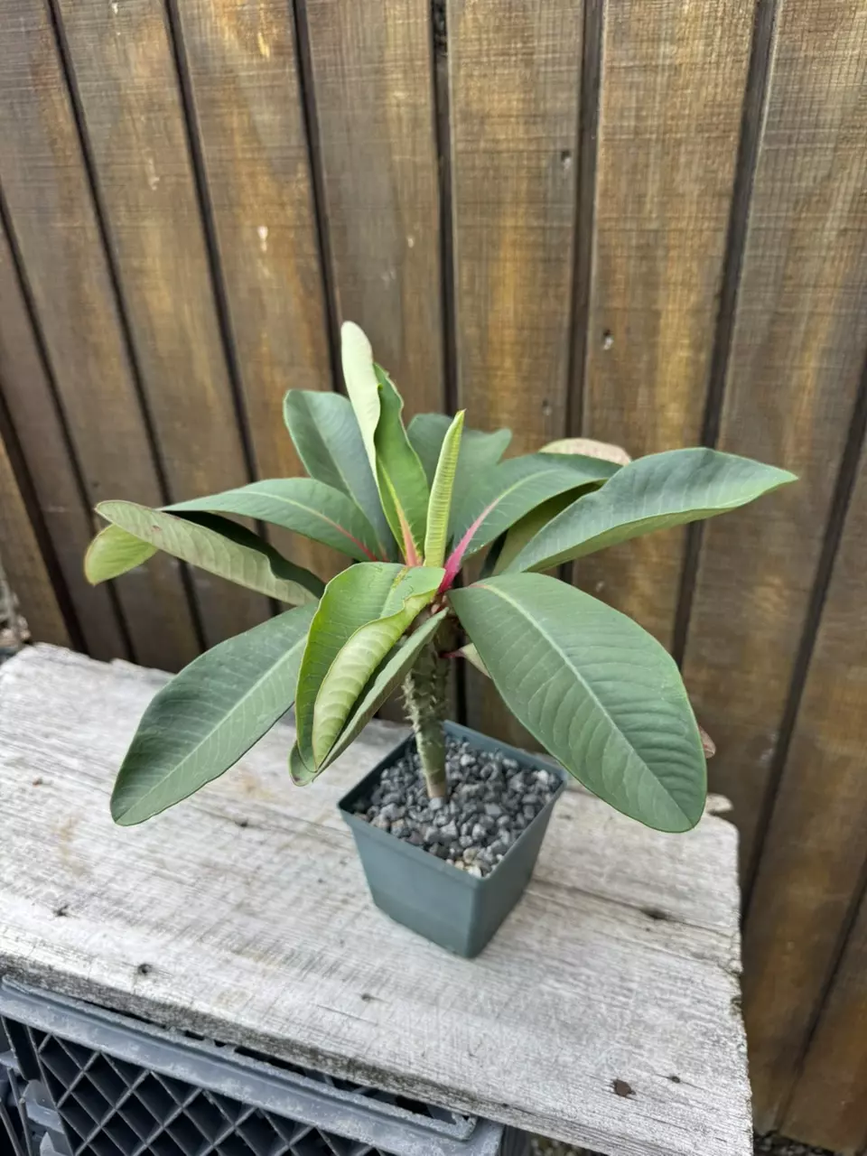 plant/Euphorbia vigueri-0