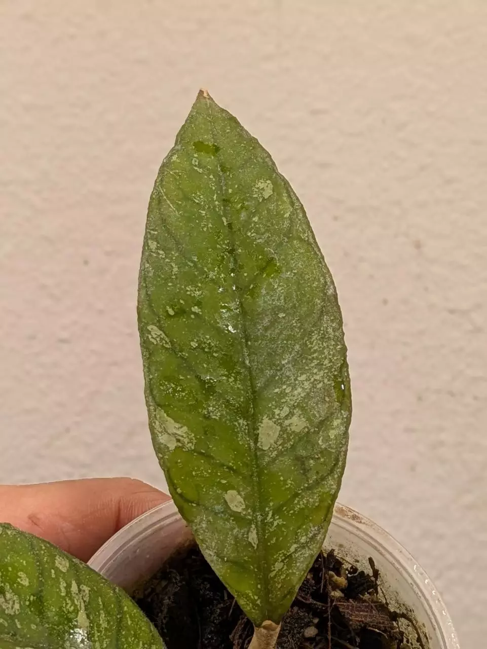 plant/Hoya previously vitellinoides (0041)-3