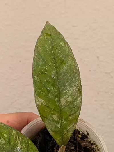 plant/Hoya previously vitellinoides (0041)-3-thumbnail
