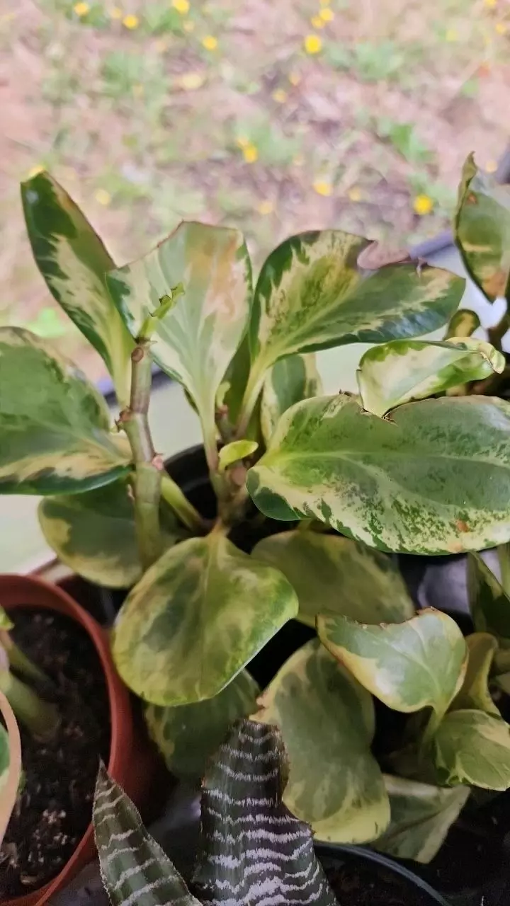 plant/GC 4" peperomia obtusifolia variegated-1