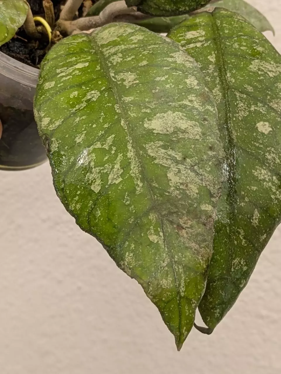 plant/Hoya previously vitellinoides (0041)-1