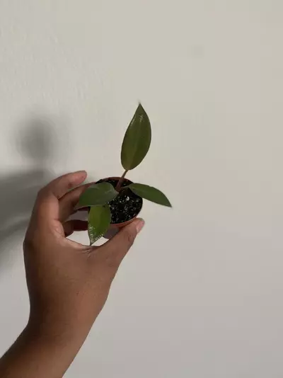 plant/Philodendron Royal Queen Starter Plant – Healthy & Rooted-1-thumbnail