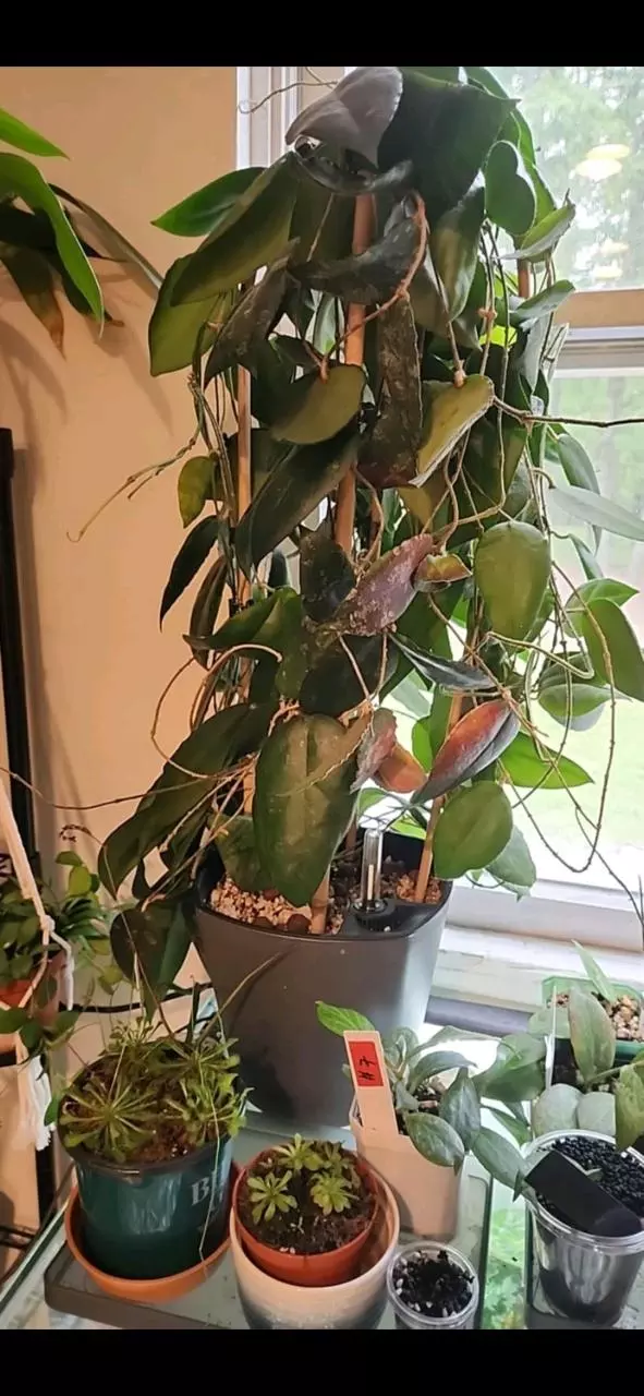 plant/Hoya Cudatta Sumatra 3  cuttings for 10.-1