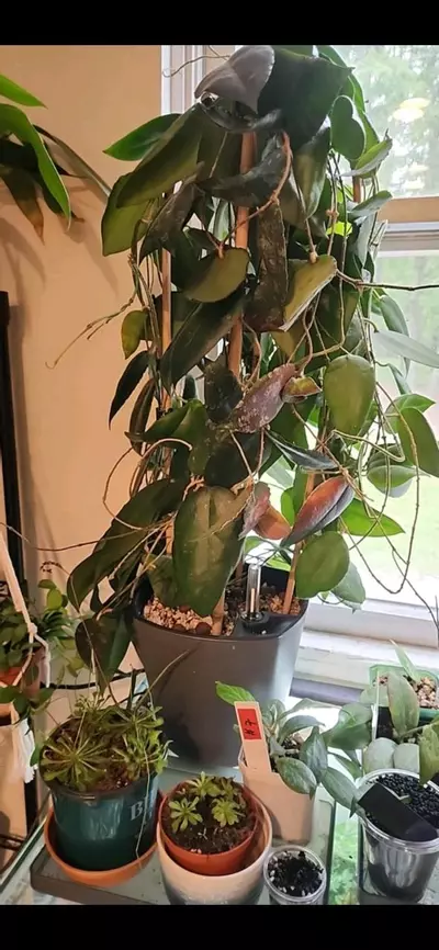 plant/Hoya Cudatta Sumatra 3  cuttings for 10.-1-thumbnail