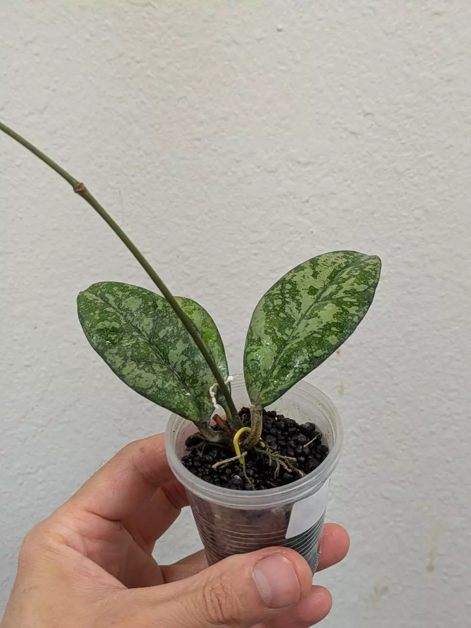 plant/Hoya crassipetiolata splash (0044)-0